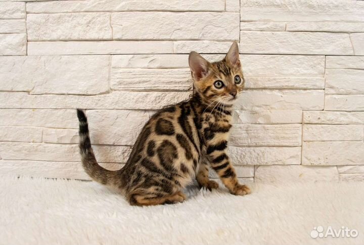 Бенгальские котята, мальчики и девочки