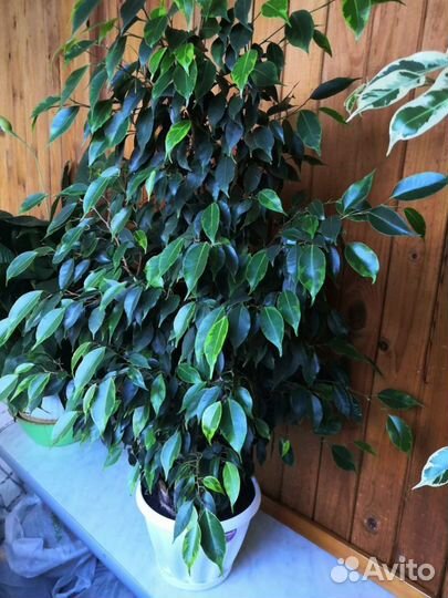 Фикус Бенджамина