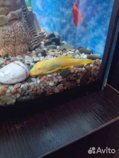 Аквариум с тумбой, декорациями и кучей рыбок