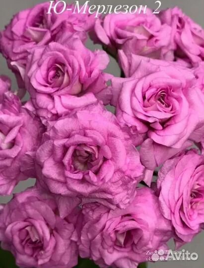 Пеларгония Ю-Мерлизон 2