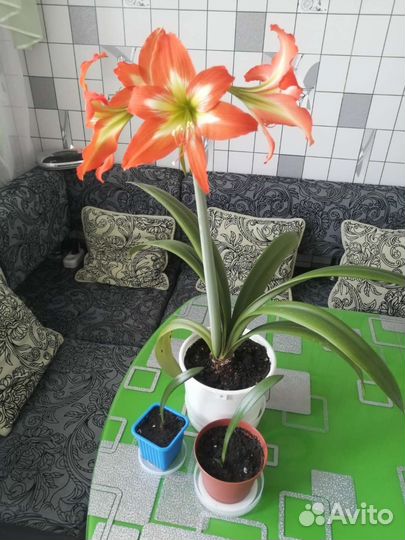 Гиппиаструм