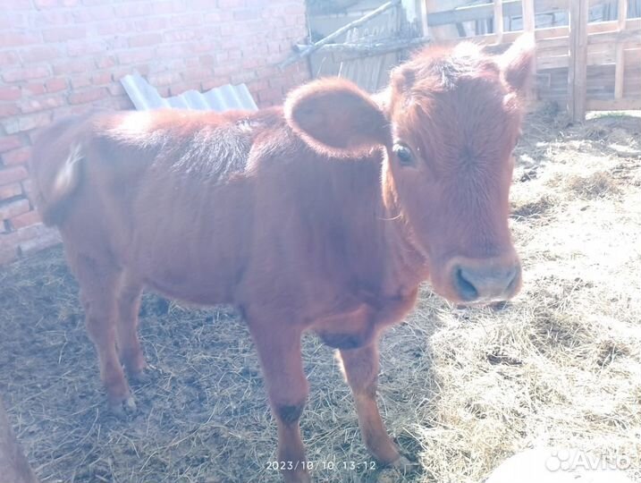 Телята тёлочки