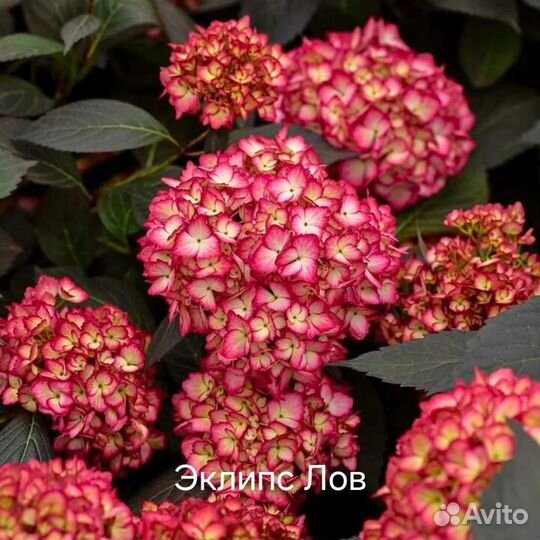 Саженцы крупнолистных гортензий. Около 30 сортов