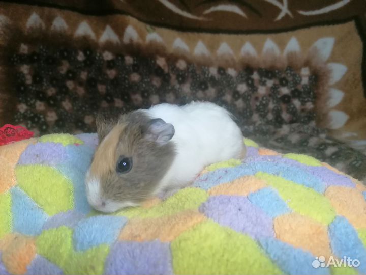 Морские свинки