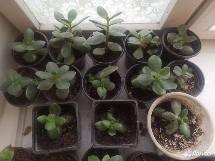 Алое и толстянка