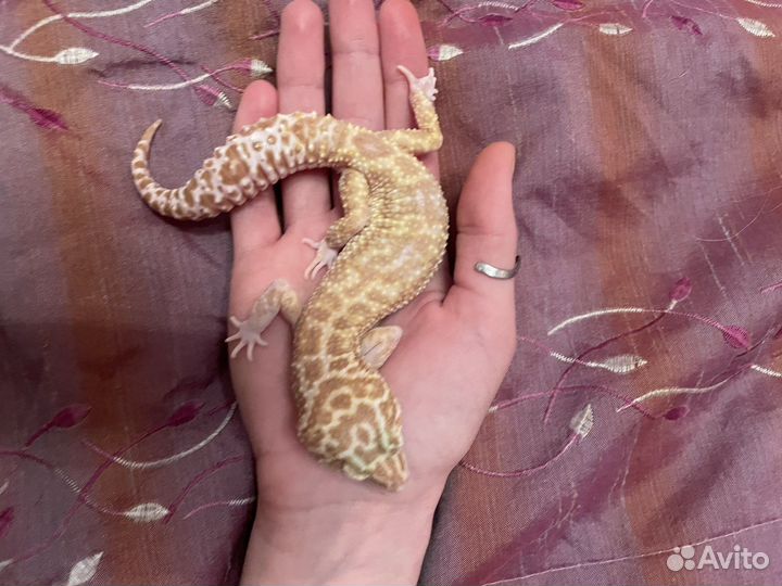 Передержка эублефара