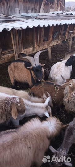 Сельхоз животные