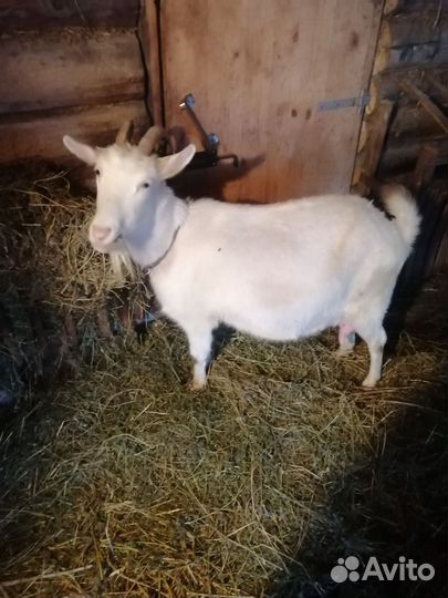 Зааненская дойная коза