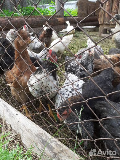 Куры молодки