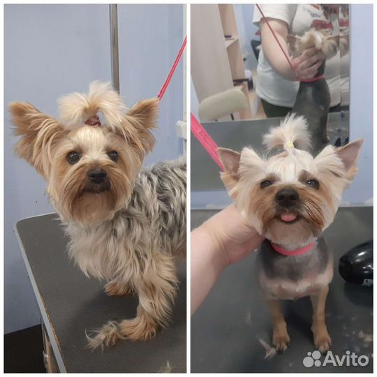 Услуги грумера. Стрижка собак