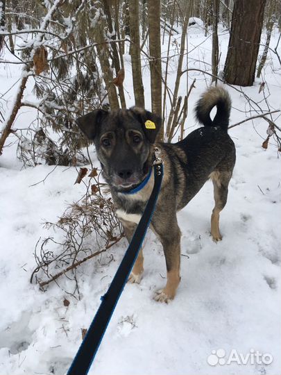 Собачка в дом