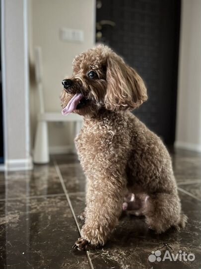 Ищем девочку для вязки