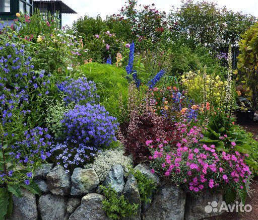 Цветы для Вашего прекрасного сада