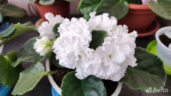 Комнатные цветы фиалки