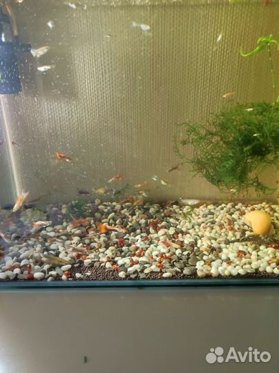 Аквариумные рыбки