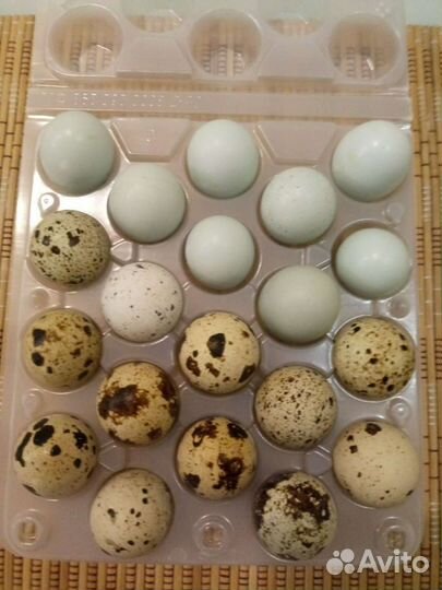 Перепела, инкубационное яйцо, селадон. Кеклики