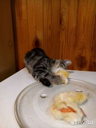 Цыплята суточные замороженные, натуральный корм