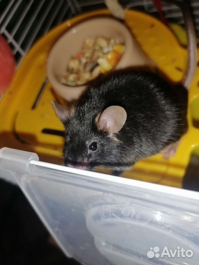 Мышь мальчик 9 месяцев