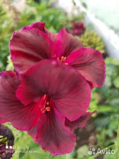 Пеларгония герань