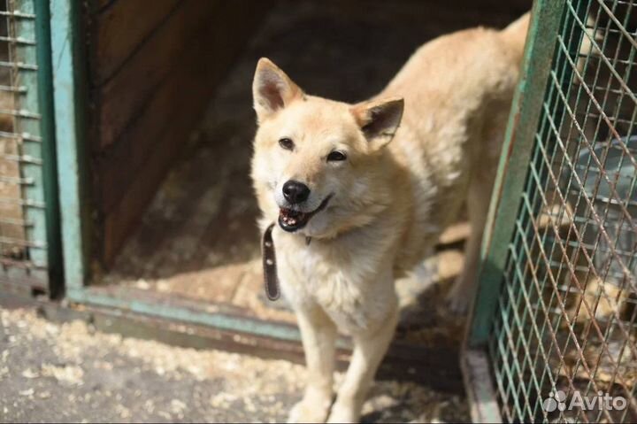 Невероятный Фокс ищет дом