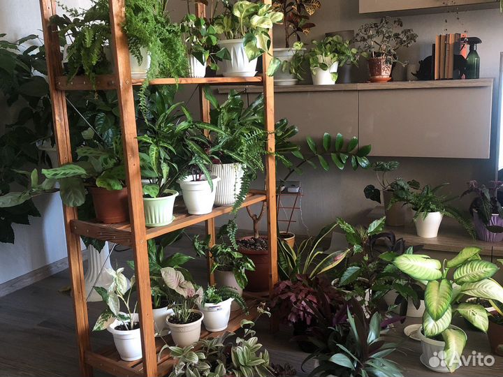 Комнатные растения, большой выбор (обн.13.07)