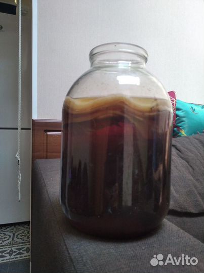 Чайный гриб