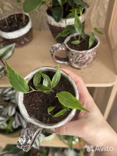 Фикус Анастасия