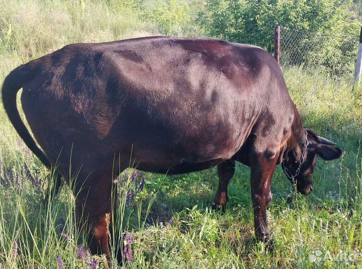 Тёлка стельная