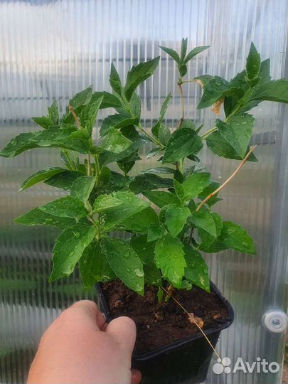 Жасмин(чубушник) Жемчуг