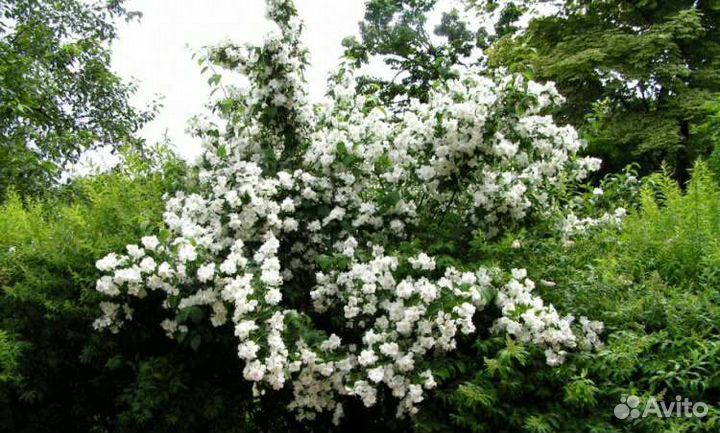 Жасмин садовый