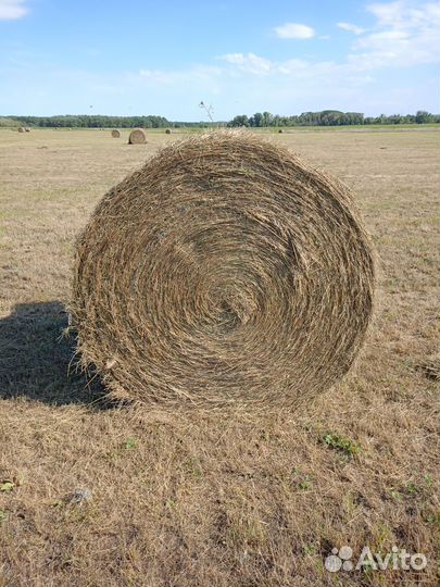 Продам сено в рулонах