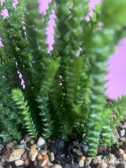 Крассула плауновидная