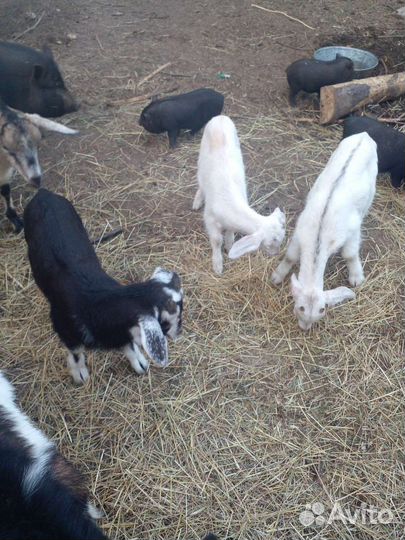 Козы, свиньи