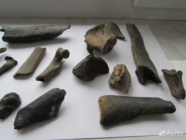 Палеонтология. Плейстоцен. Набор окаменелостей 3