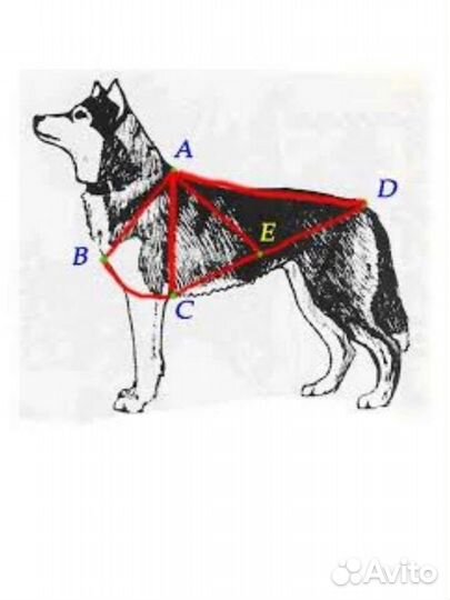 Шлейка ездовая для крупной собаки