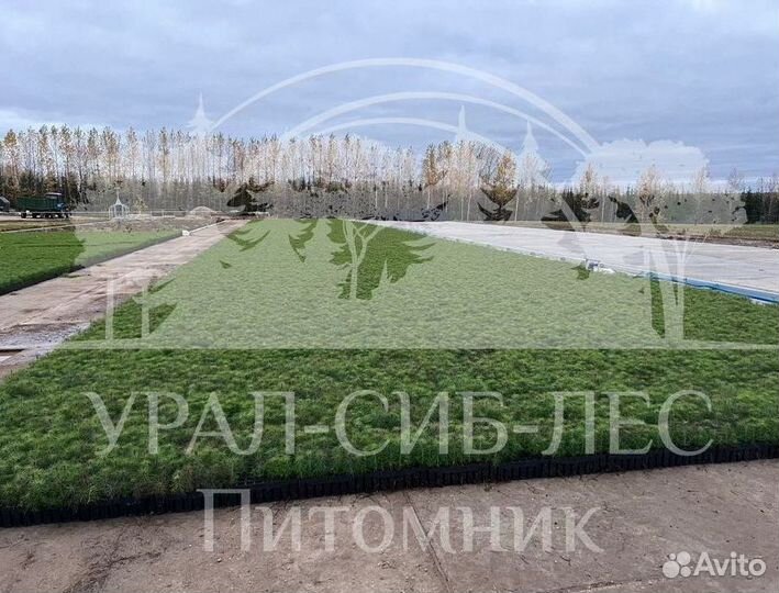 Зкс Сосна сеянцы Ели Лиственницы окс Голуб Горная