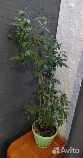 Фикус бенджамина