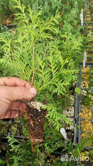 Чернозем без комьев Навоз прелый,зил,камаз,газель