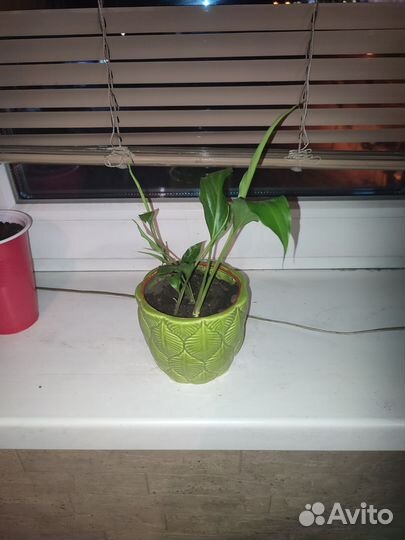 Спатифиллум