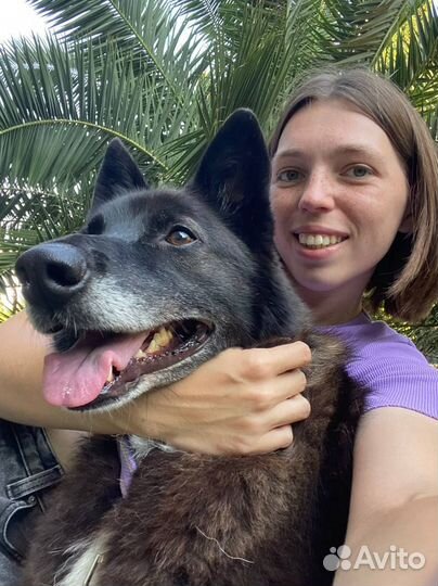 Собака Алиса в добрые руки