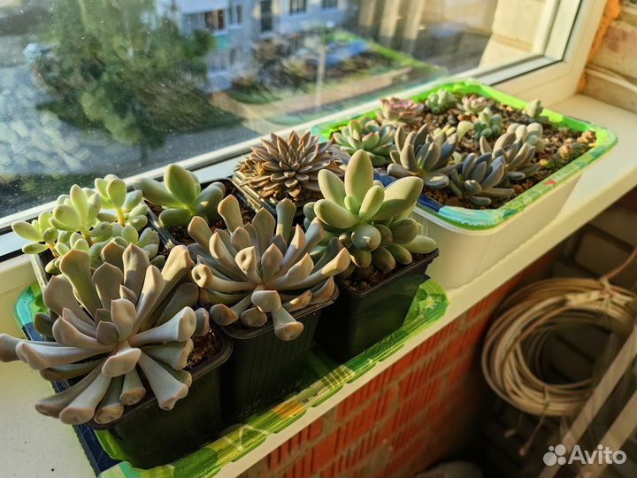 Суккуленты часть 3