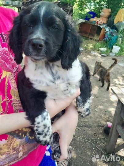 Щенки метисы Спаниеля в добрые руки