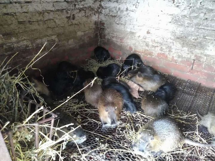 Продам нутрий