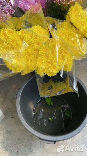 Хризантемы оптом