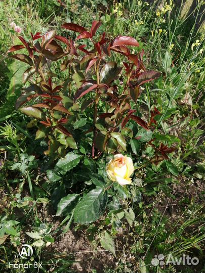 Кустовые розы