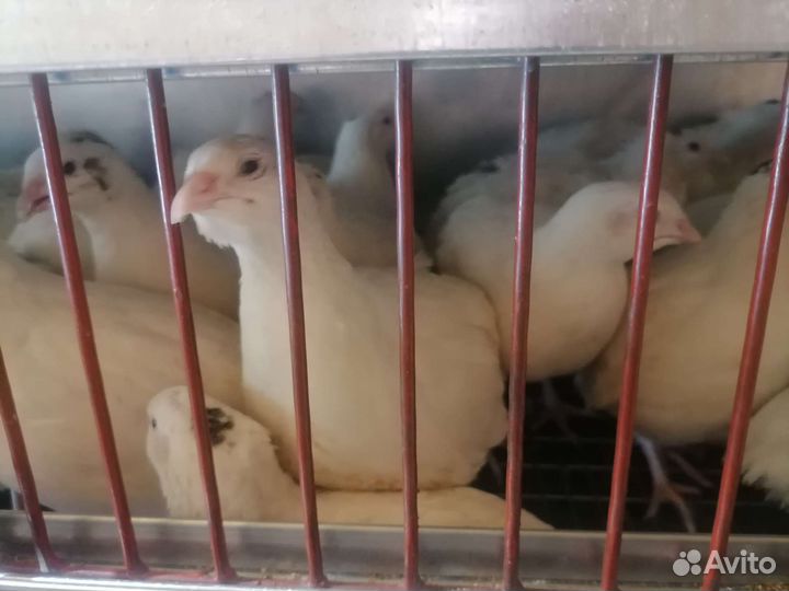 Перепела несушки техас утяжеленный