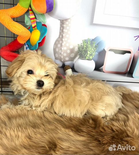 Щенки мальтипу f1