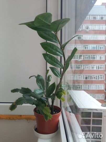 Комнатные цветы- ассорти