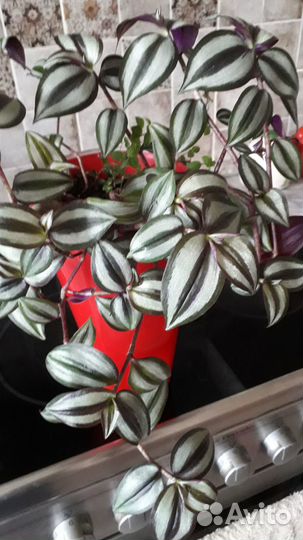 Традесканция зебрина