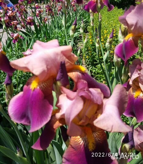 Ирис и ромашка кусты